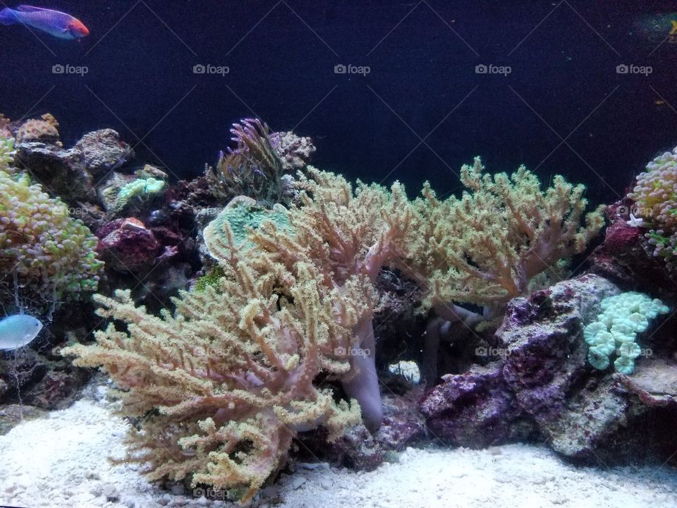 Sea Coral