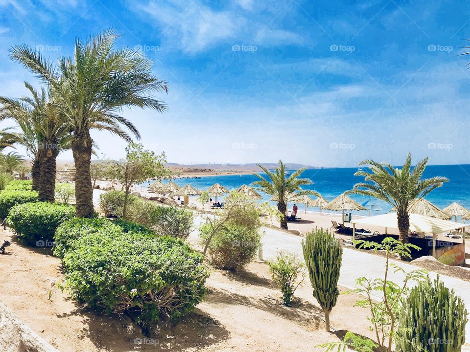 A view to the beach with palm trees, blue sky and sun chairs