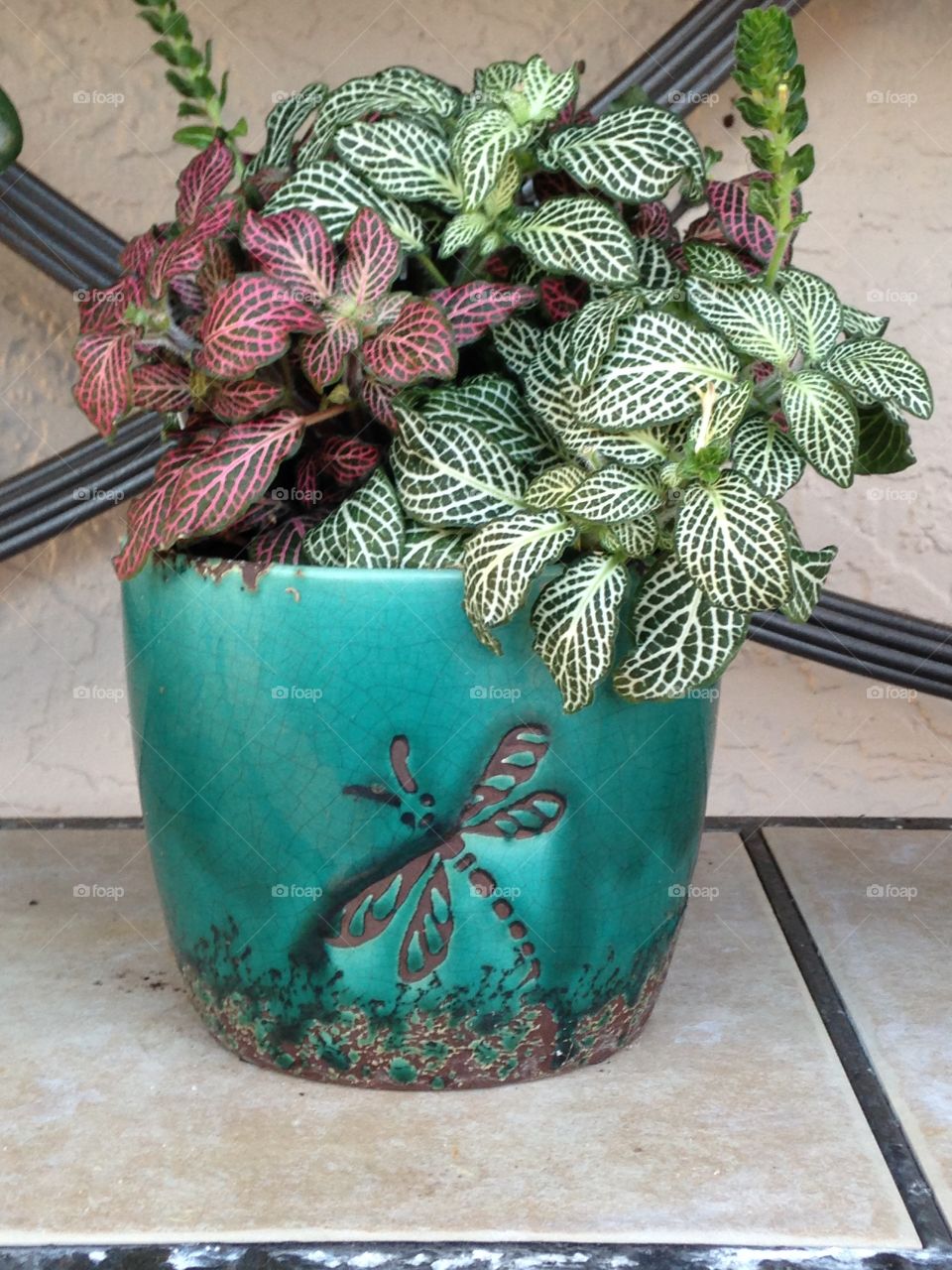 House plants in pots 