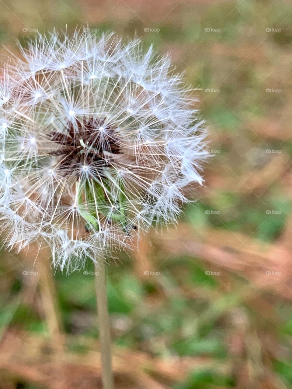 Closeup of a full, delicate dandelion with grass and pine needles blurred in the background.