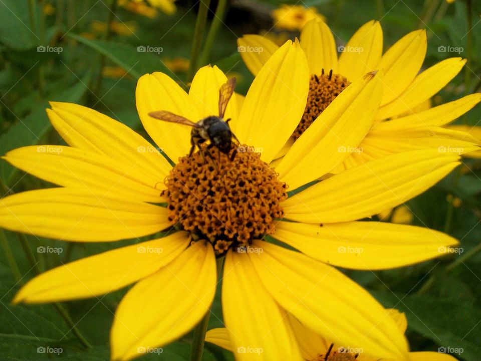 High angle view of bee and sunflower