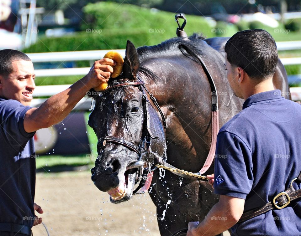 Saratoga Happy. Cooling down a happy racehorse after a race with a sponge and water on his head. 
Fleetphoto