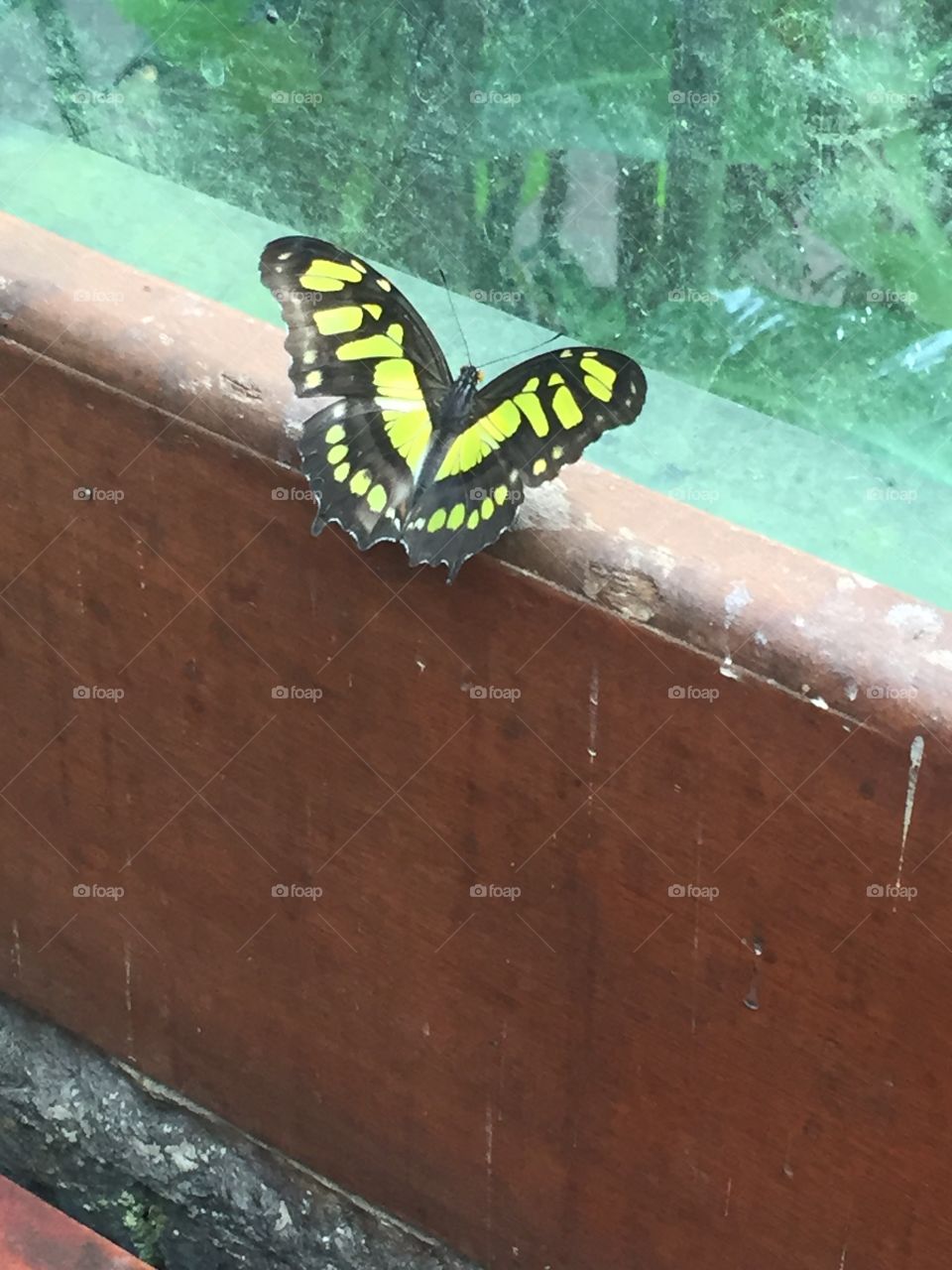 Butterfly On Windowsill