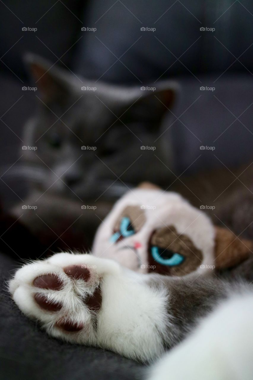 Cat sleeping whit her favorite toy