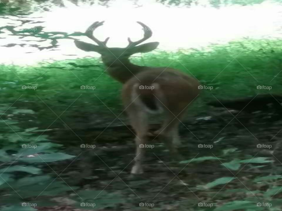 Deer Pointers