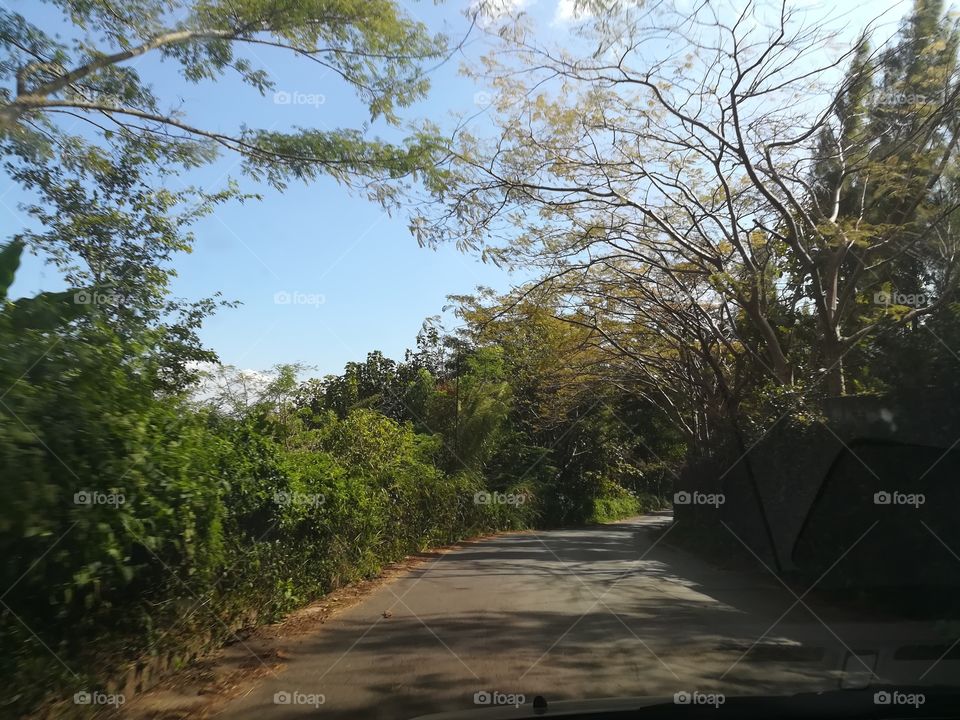 tree road