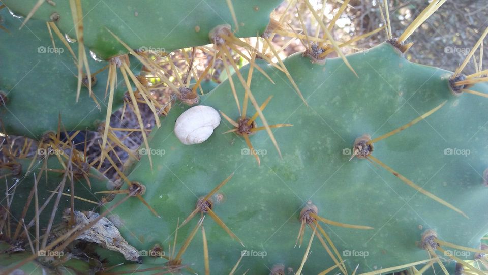 white snil on plant.