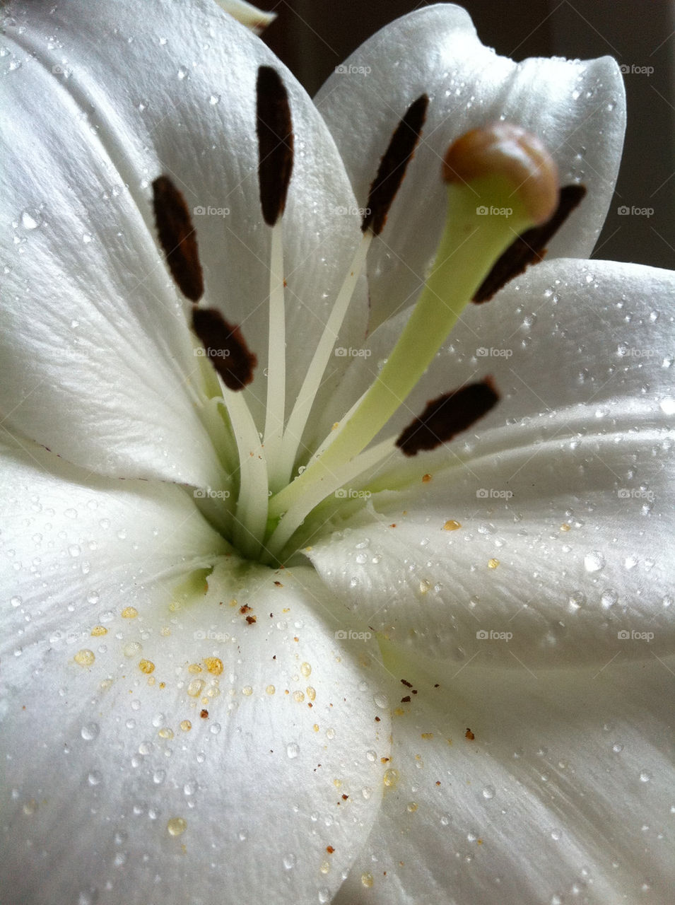 garden pollen flower white by jeanello