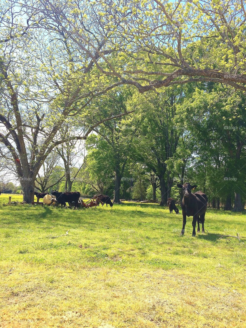 Cattle in the pasture 