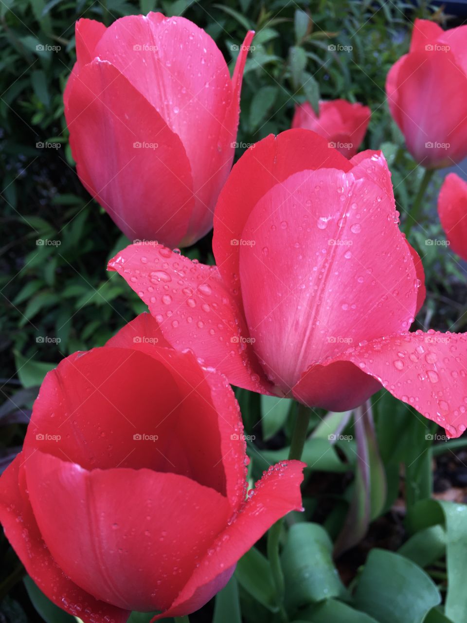 Pink tulips in the rain