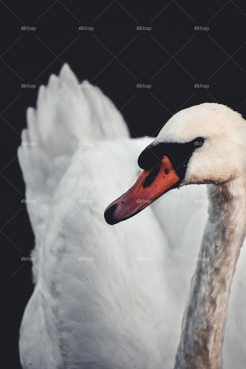 swan