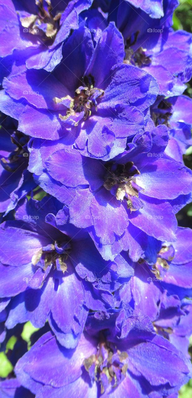 purple delphinium 💜