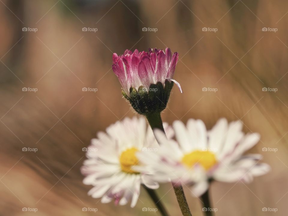 Daisy flowers