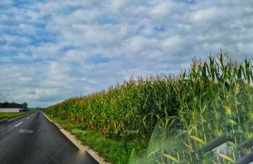 Corn on the way back home