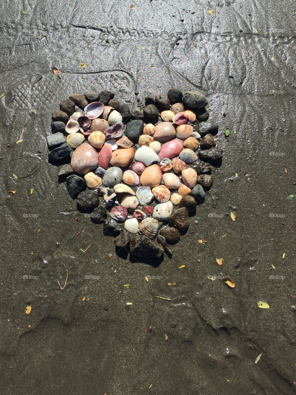 Heart of shells