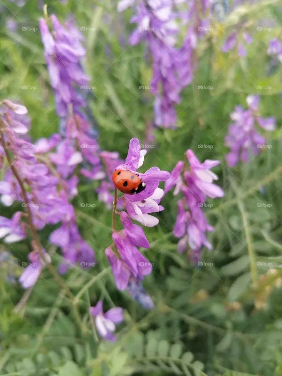 Ladybug on purple flower