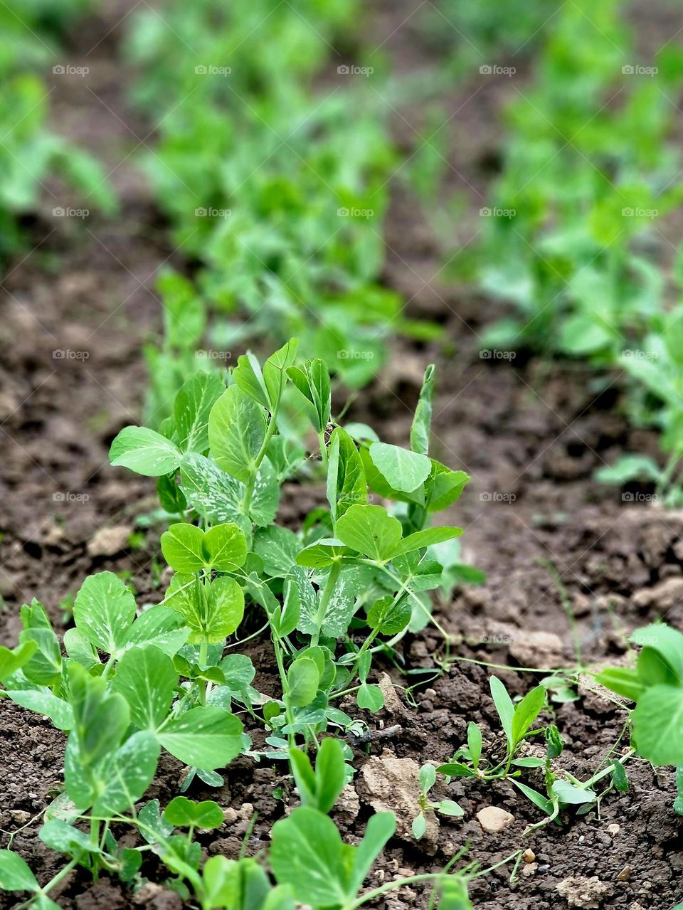 green spinach