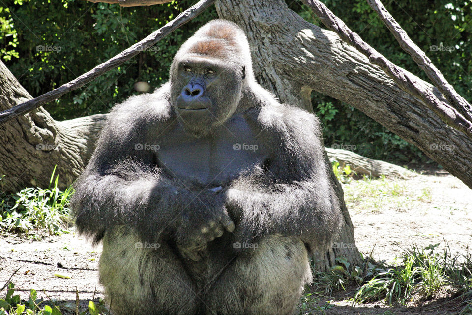Gorilla