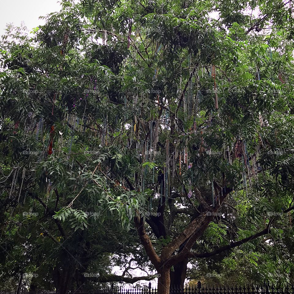 Maradi Gras bead tree. Only in New Orleans.