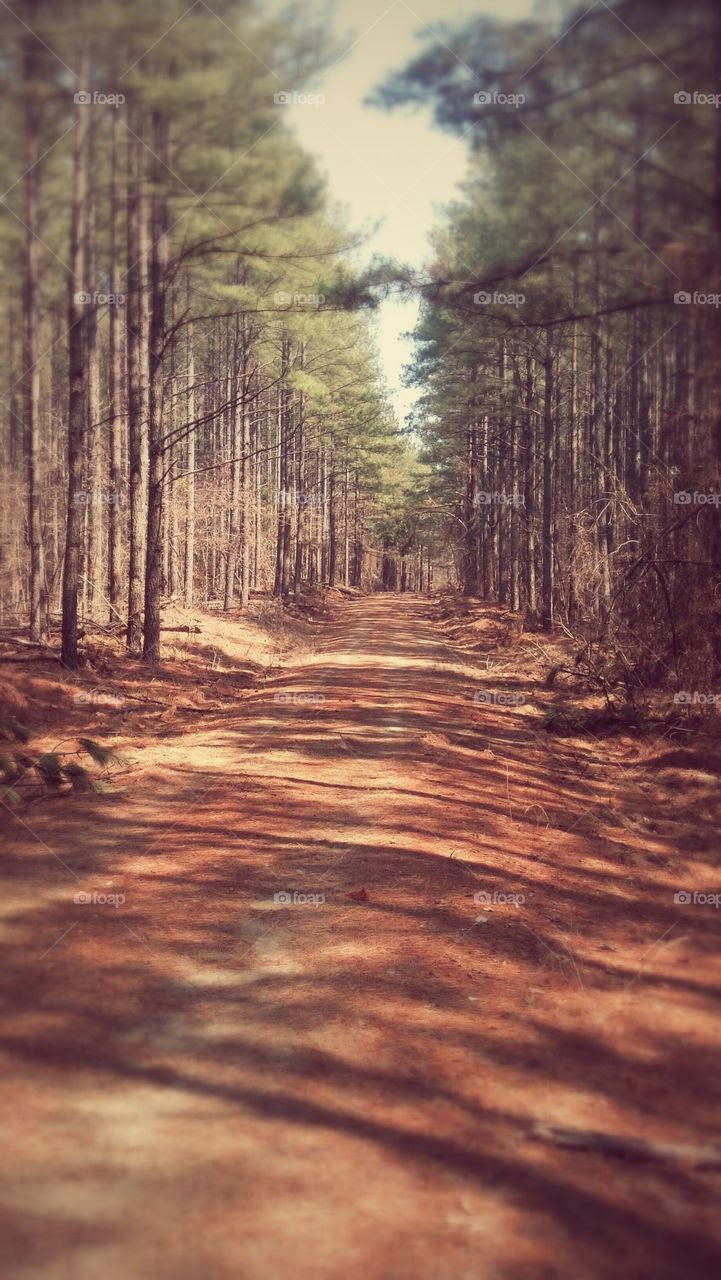 Walk through the trees