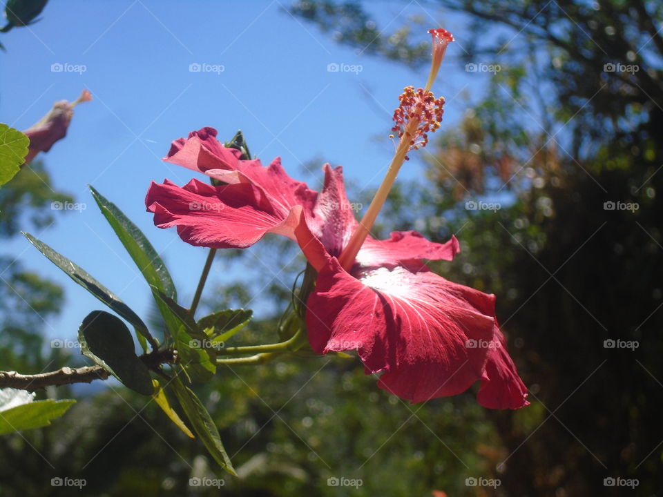 PLANT, GARDEN, LEAVES, FLOWERS, ENVIRONMENT.