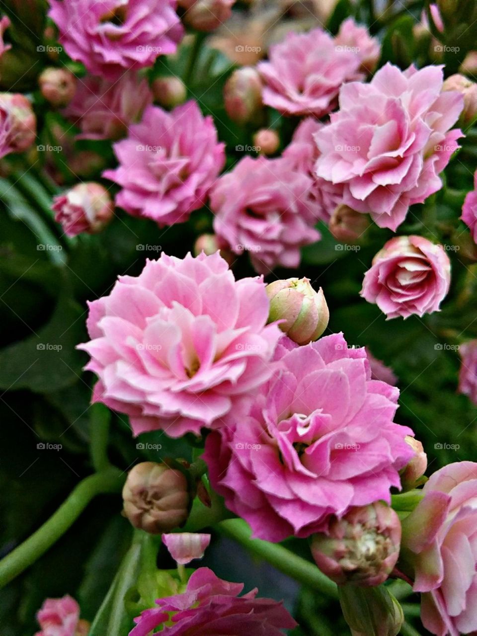 Flor da fortuna, dando boa sorte ao inicio da primavera.