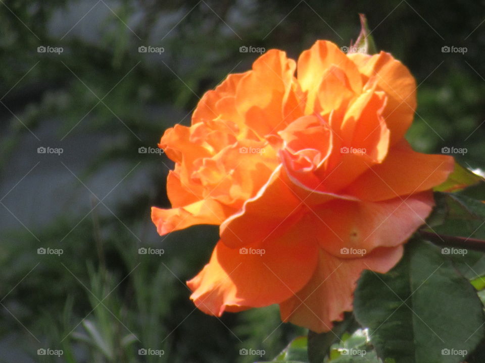 Orange rose with the sun shining down on the petals