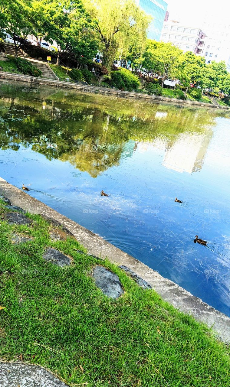 Ducks swimming in a river under a hot sun
