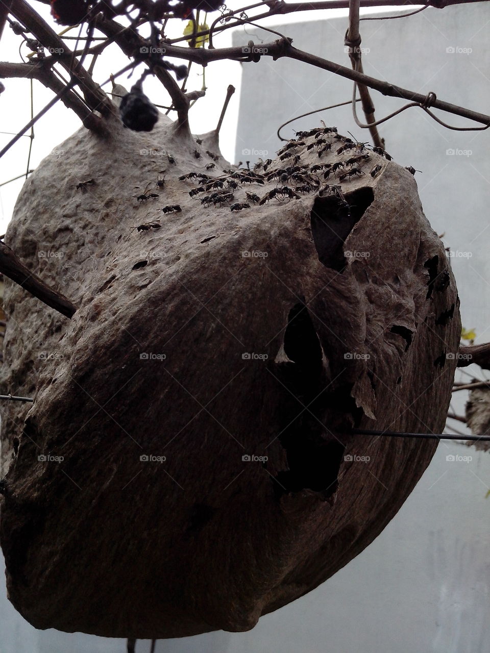 Buzzers - Wasp - Toledo