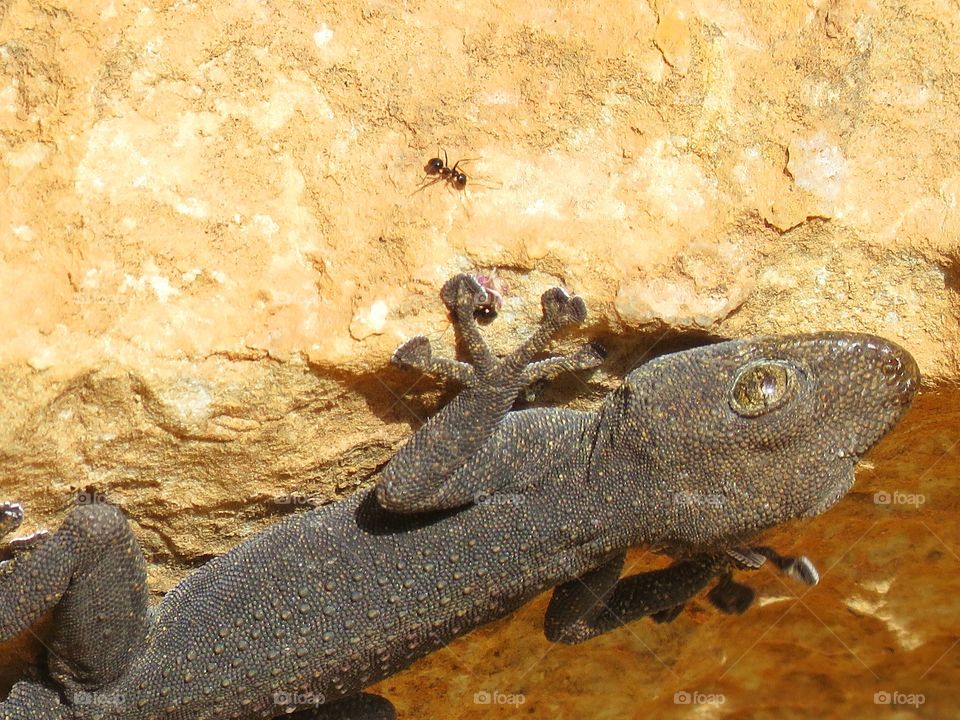 وزغ كبير الكف من جنس Ptyodactylus sp.
وزغ صخري ينتشر بالمناطق الجافة و شبه الصحراوية.