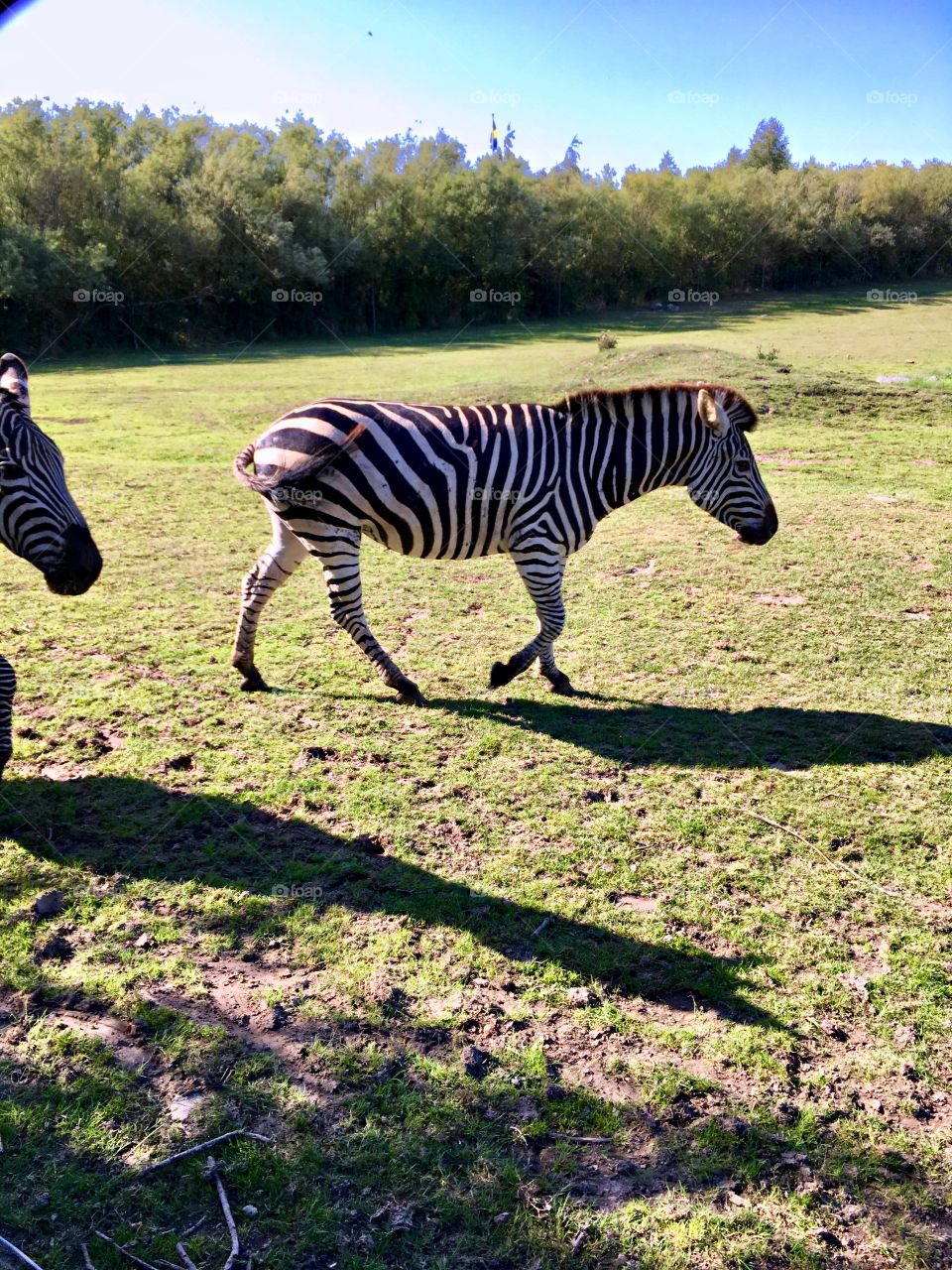 Zebras 