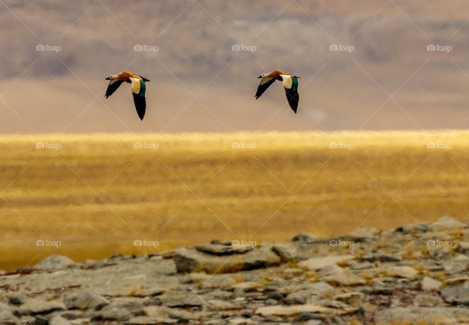 seagulls flying over golden paddy fields....