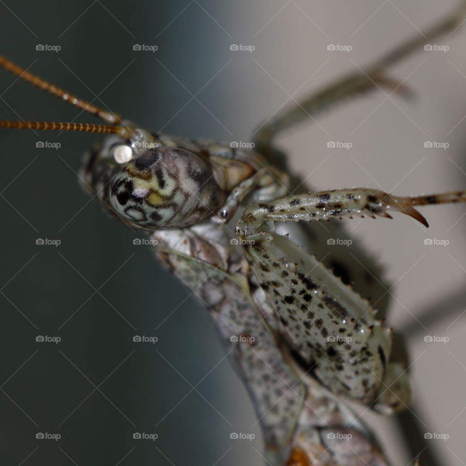 Praying mantis close-up head in profile showing stunning eyes