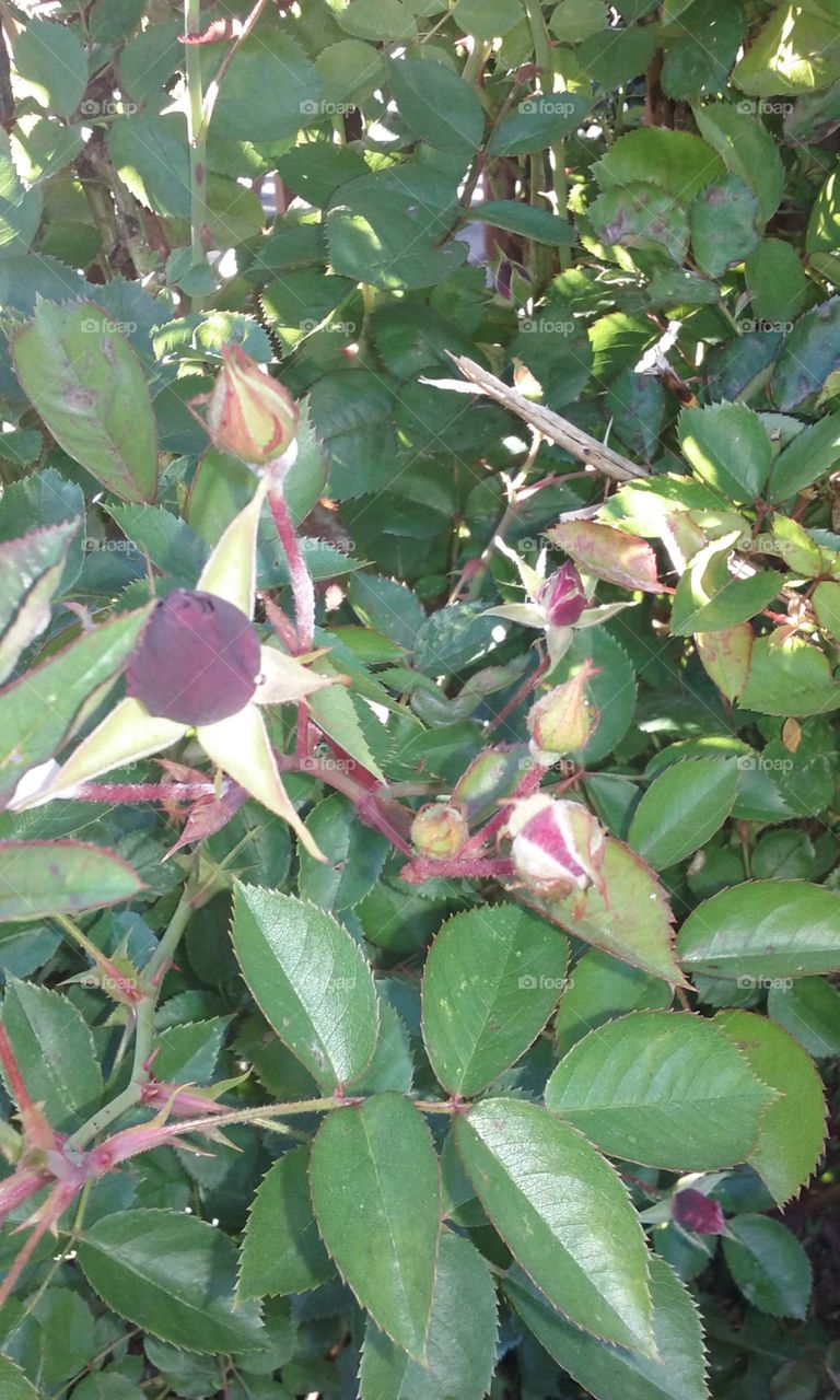 Wild red rose bud