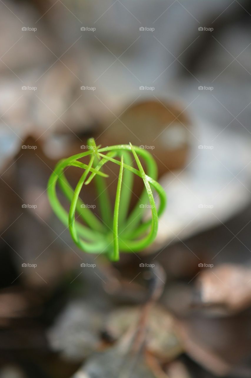 pine tree seedling