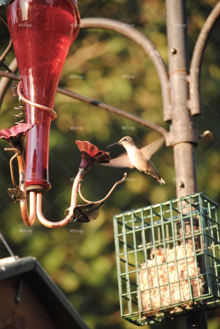 Hummingbird looking for food