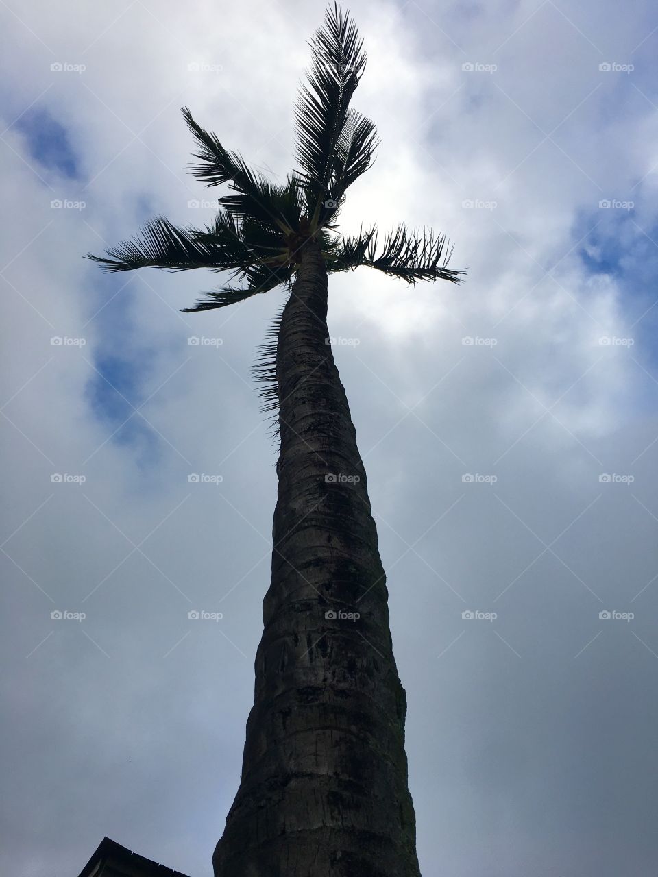 Tall coconut tree