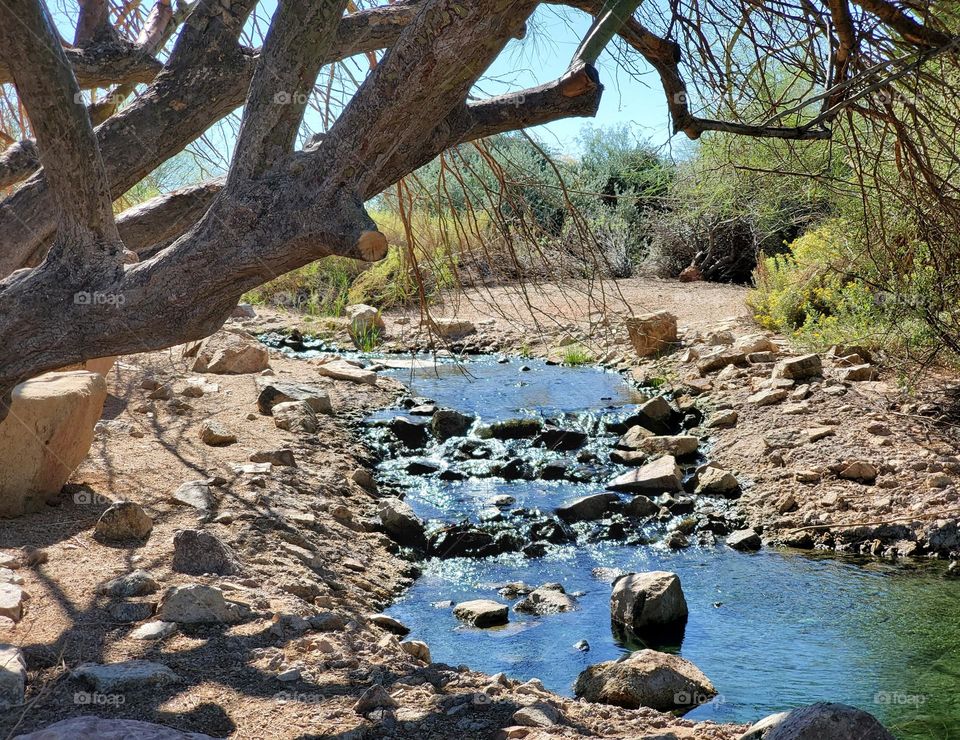 A Desert Stream in Arizona