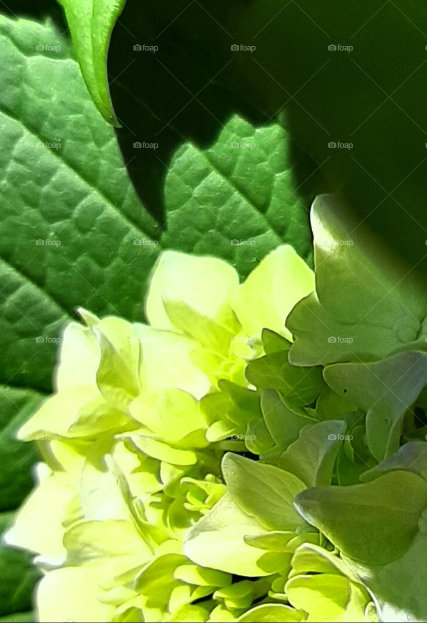 Hydrangeas just beginning to bloom