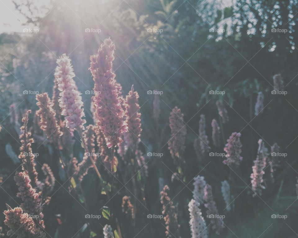 Flowers in backlight