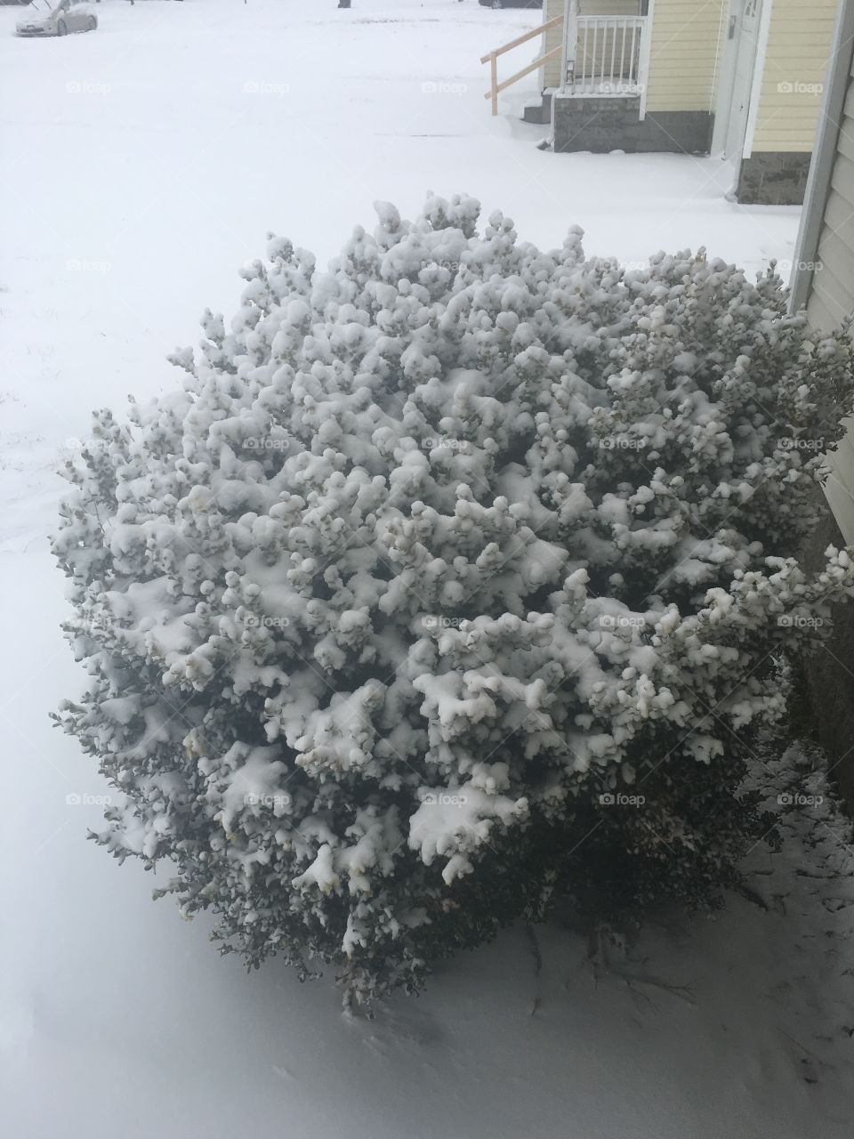 Snow tree