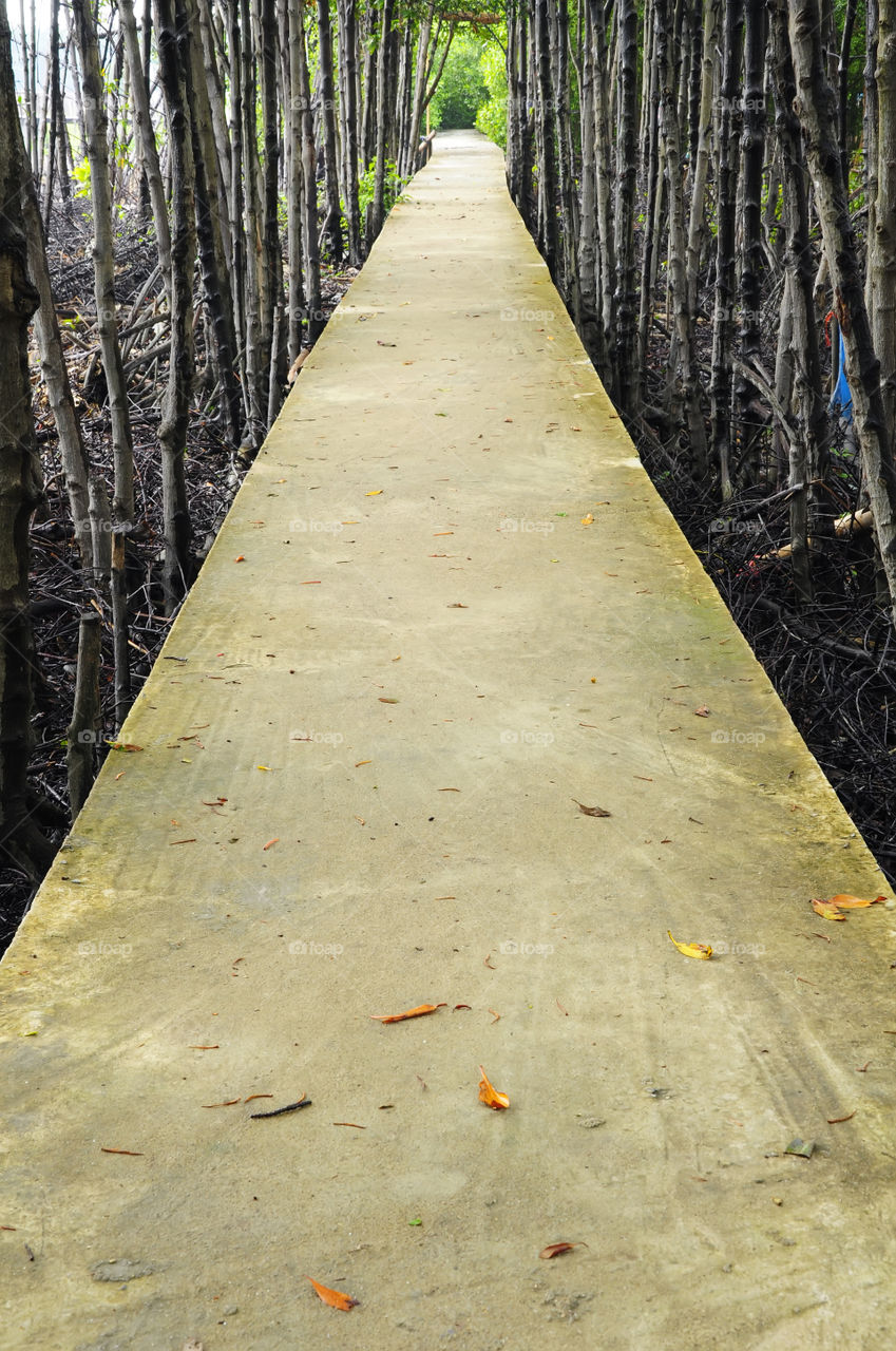 The walkway is made of concrete slabs. For tourists to see the mangrove forest. The gulf coast.