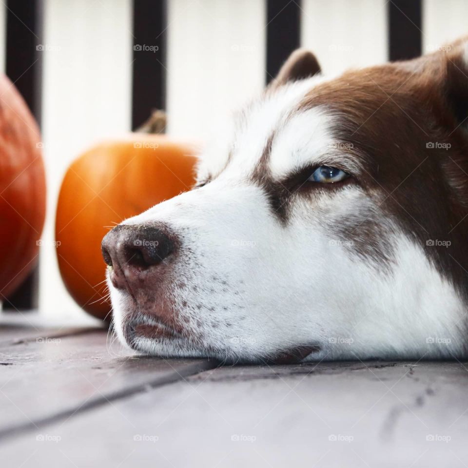 husky face and pumpkins