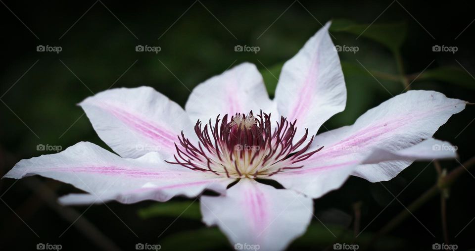 A clematis Florida flower