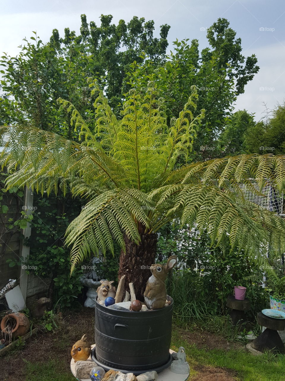 tree fern