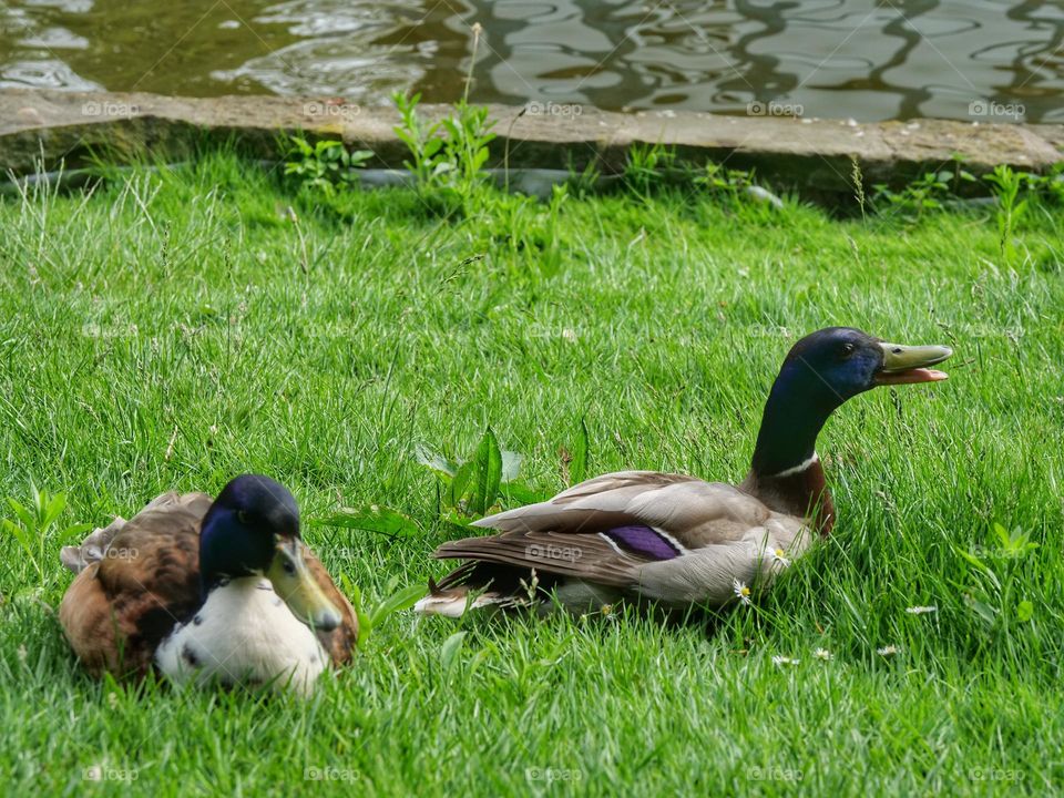 Two ducks in city park