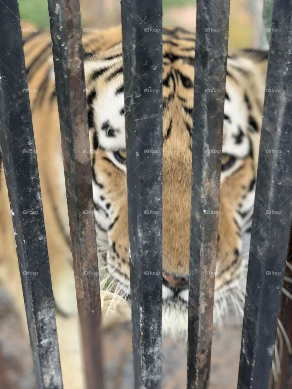 The difference between life and death. Without the iron bars, the tiger (rehabilitate here) would attack. Even with the bars, he still tries. I have so much respect for this wild animal 