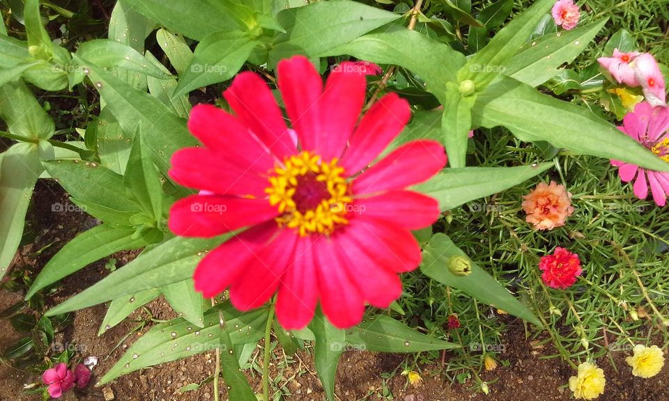 flower in the morning