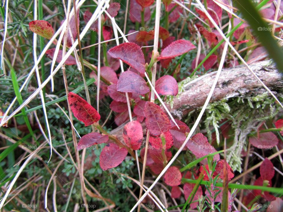 autumn foliage