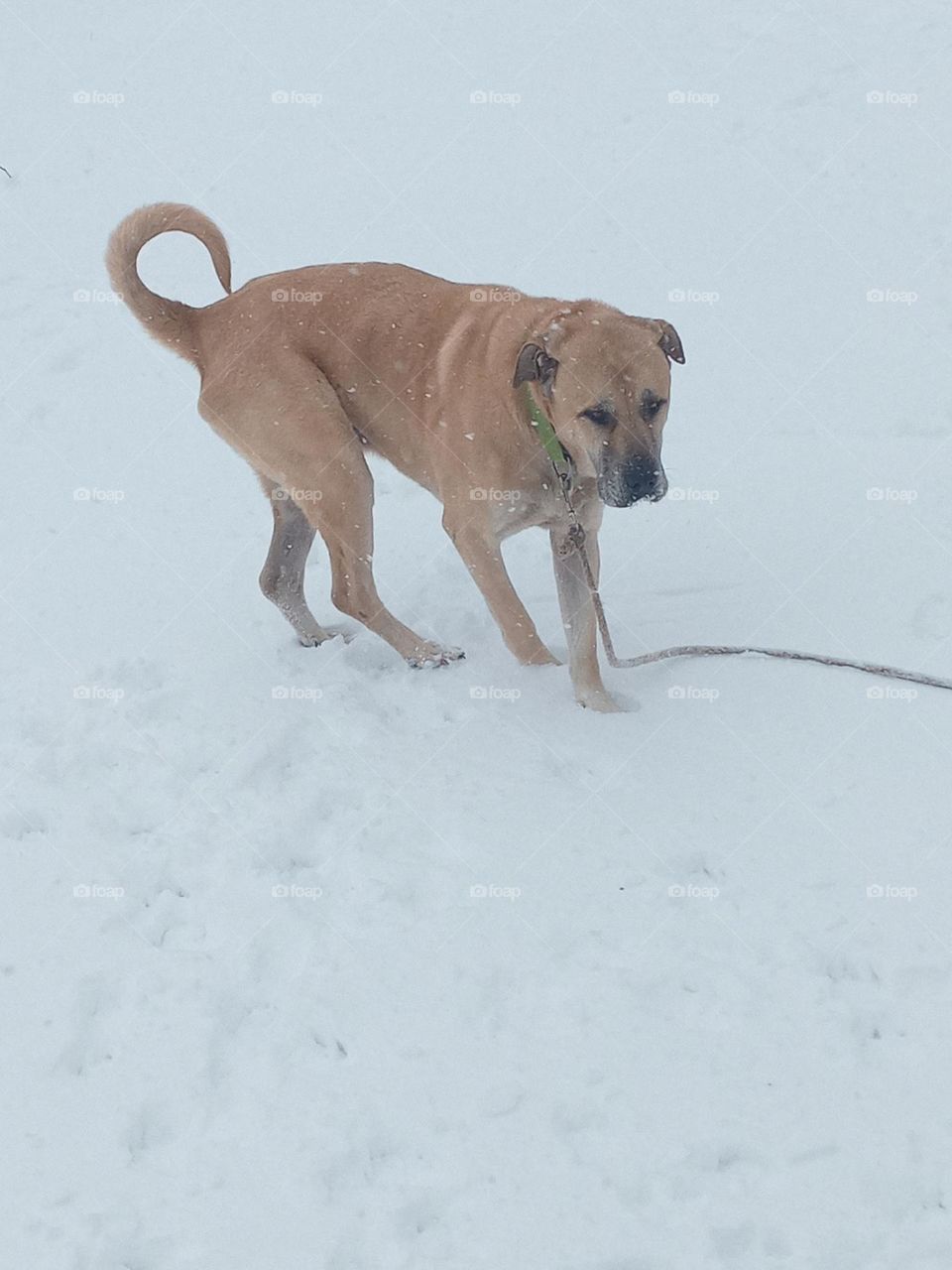 I just love the cold snow will you come and play with me? please! let's throw snowballs!